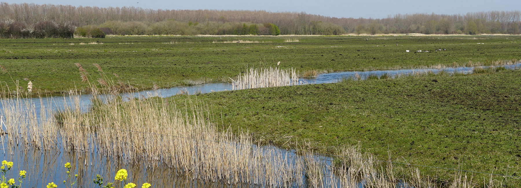 makelaar wonen pijnacker